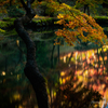 成田山公園　龍樹の池　秋