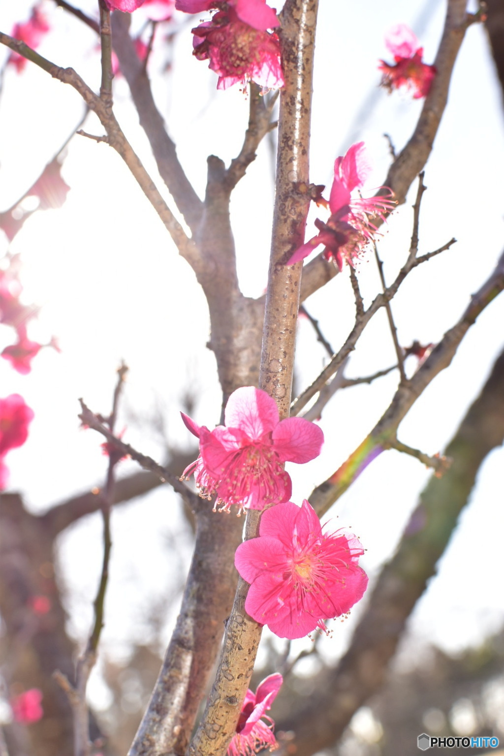 今年も来た梅の季節