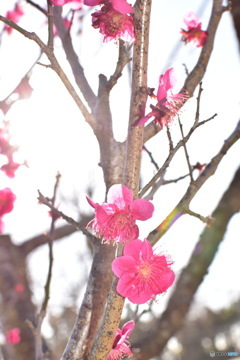 今年も来た梅の季節