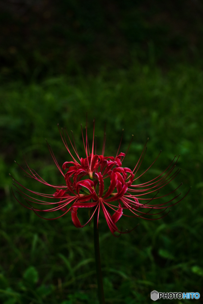 彼岸花
