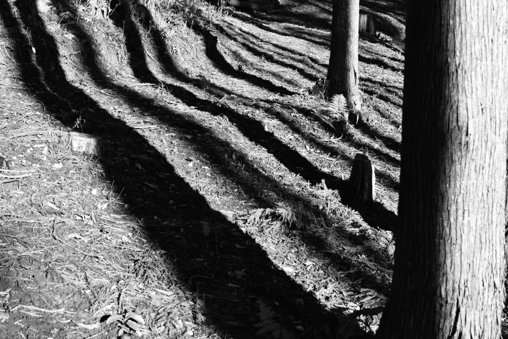 Trees are casting shadows 