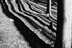 Trees are casting shadows 