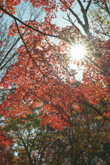 紅葉
