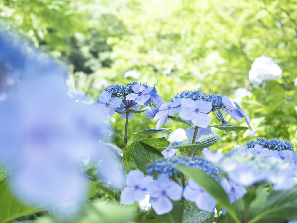 紫陽花