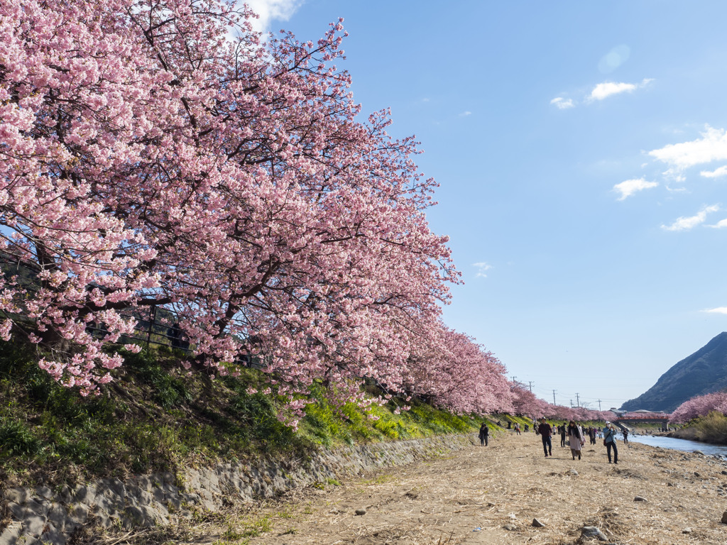 河津桜