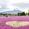 富士山と芝桜