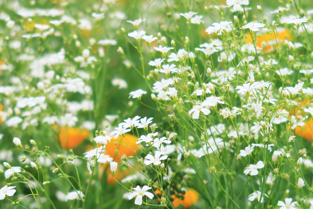 花