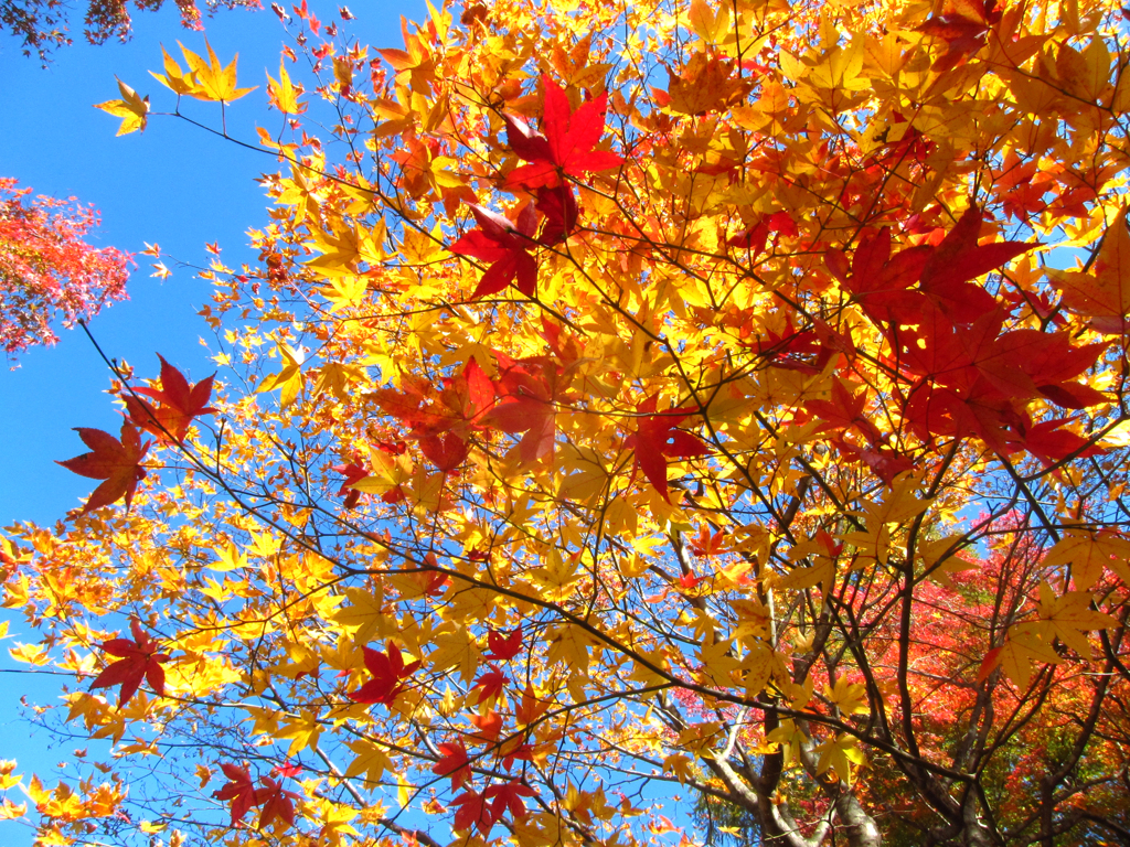 紅葉