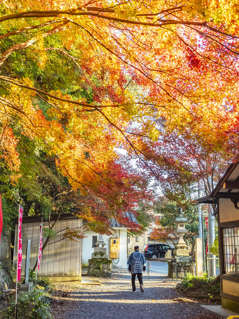 紅葉