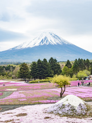 富士山と芝桜