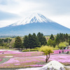 富士山と芝桜