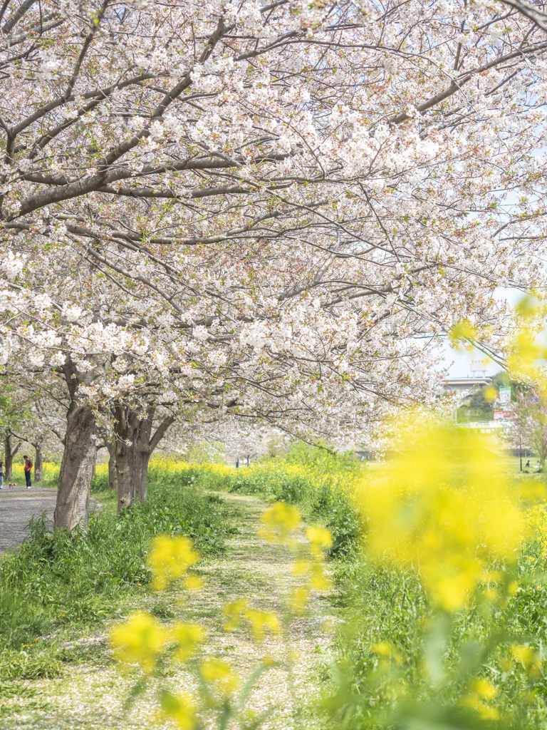 桜と菜の花