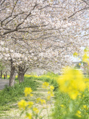 桜と菜の花