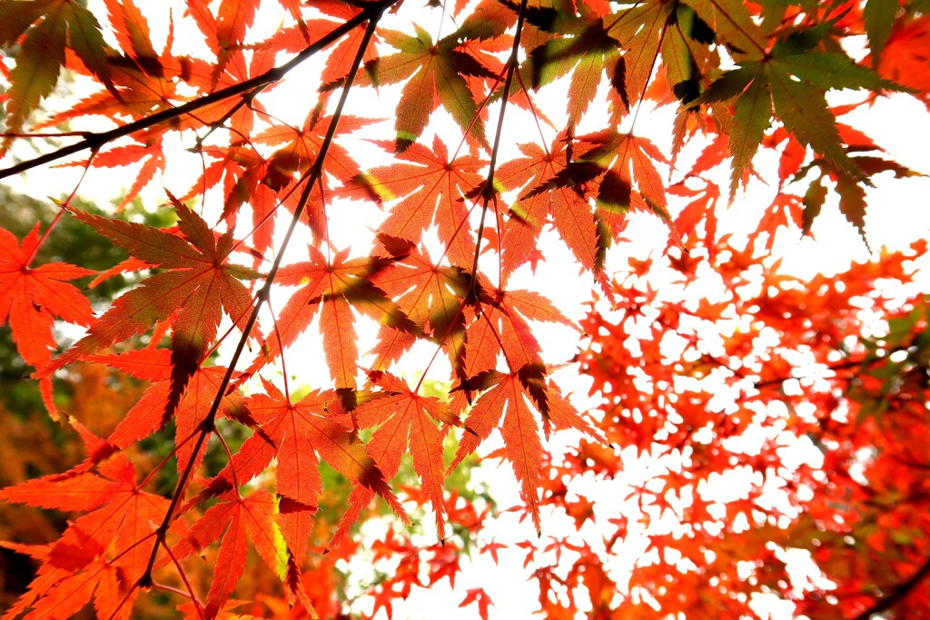 紅葉