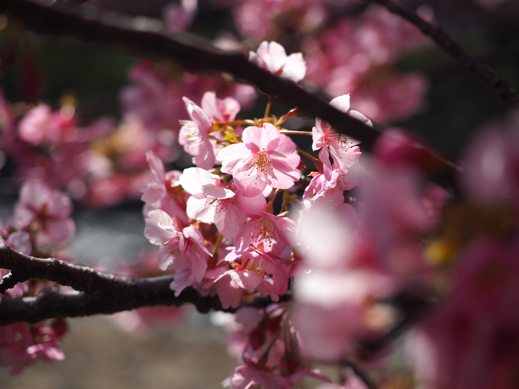 河津桜