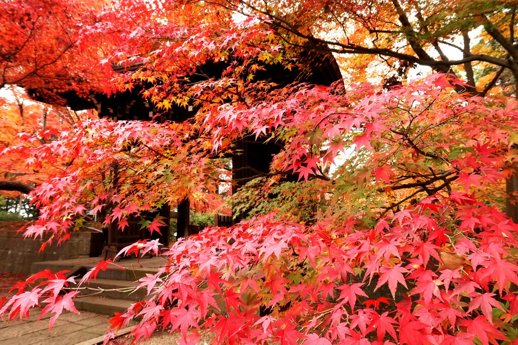 紅葉