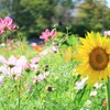 夏の終わりと秋の気配