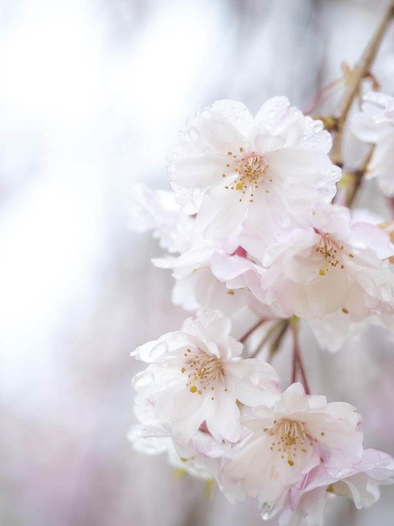 雨桜