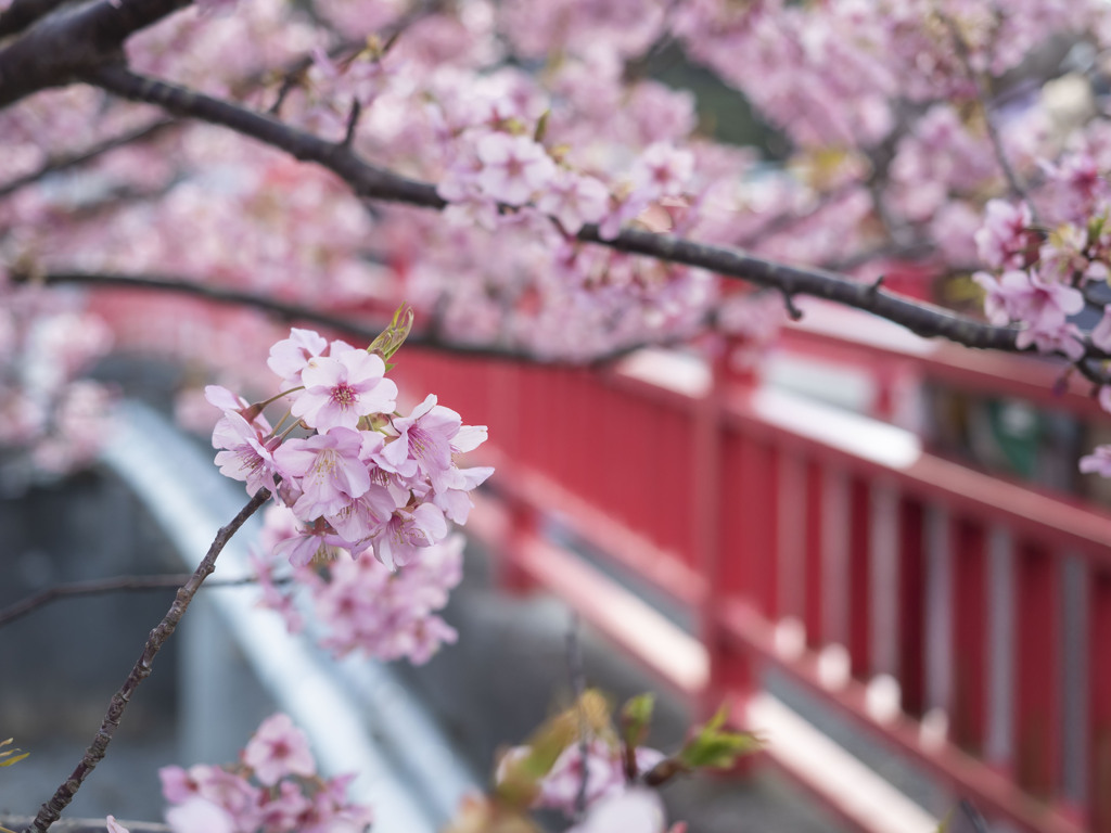 河津桜