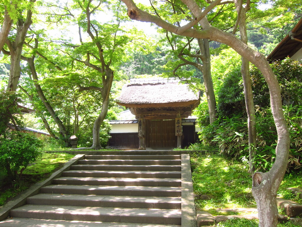 新緑