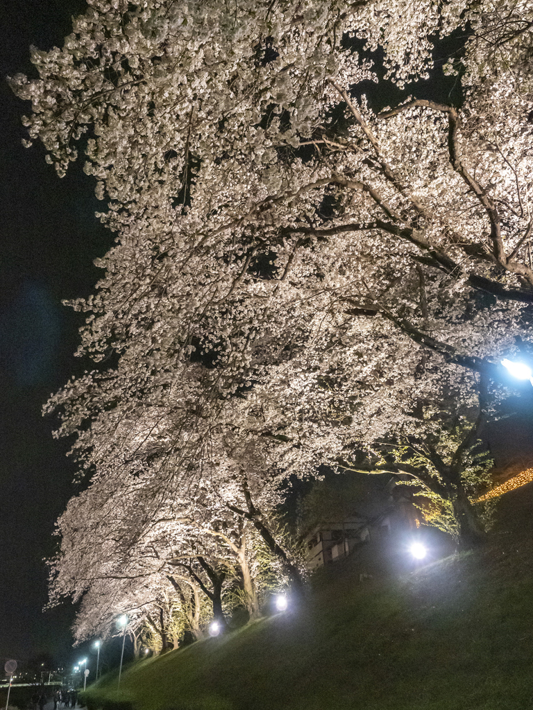 夜桜