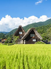 夏の白川郷