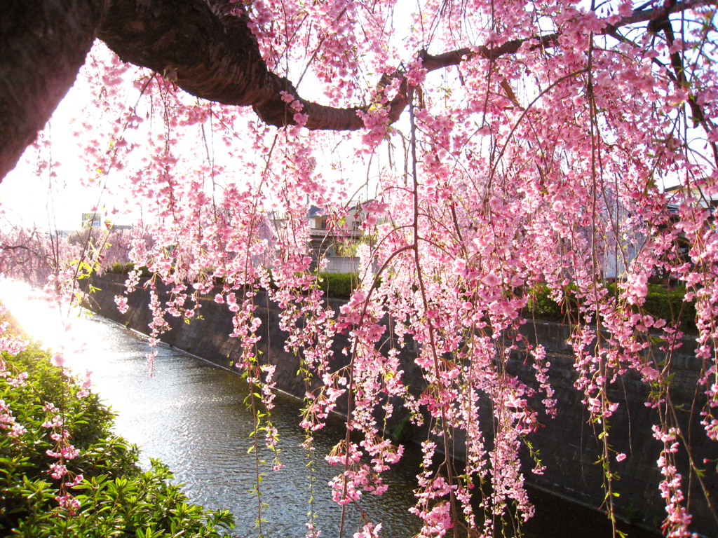 しだれ桜