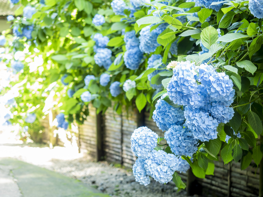 紫陽花