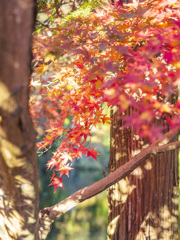 紅葉