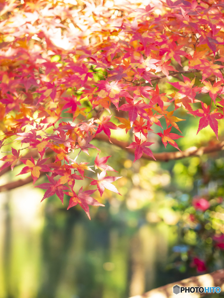 紅葉