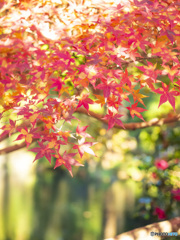 紅葉