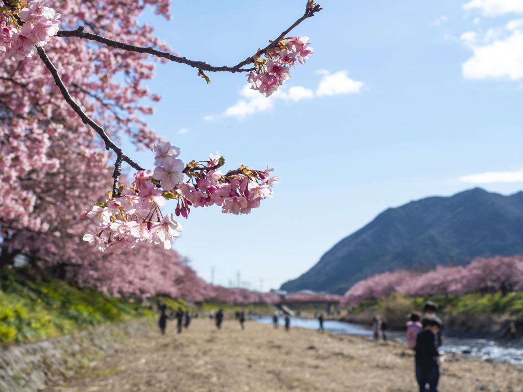 河津桜