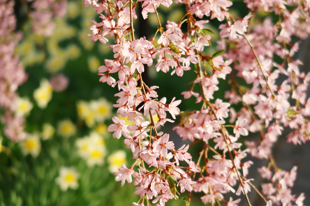 桜
