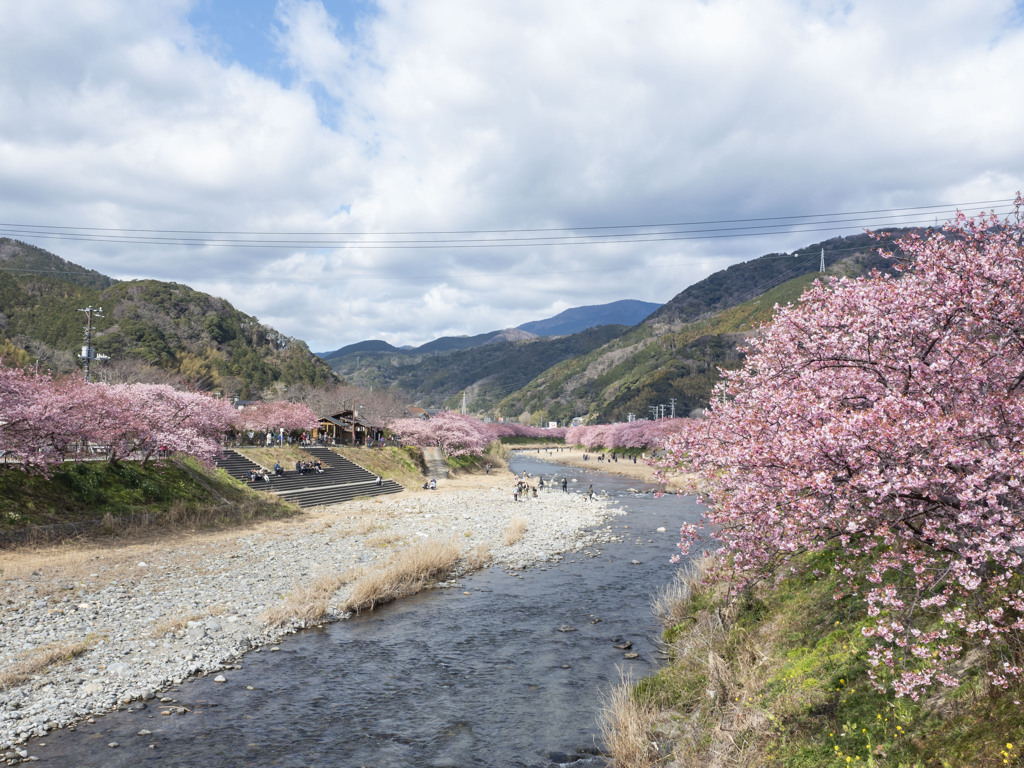 河津桜