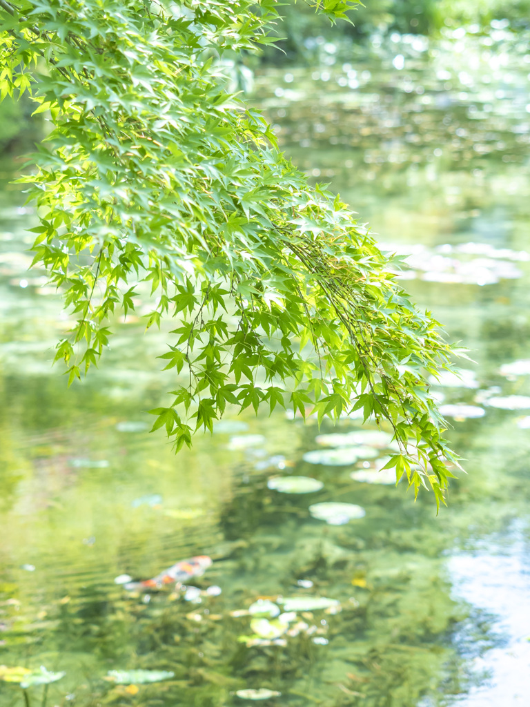 夏
