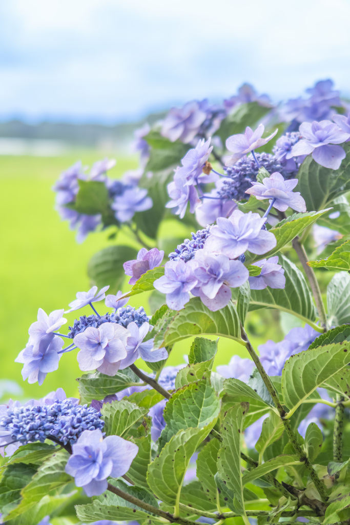 紫陽花