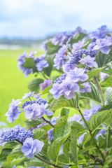 紫陽花