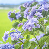 紫陽花