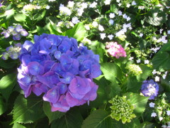 紫陽花