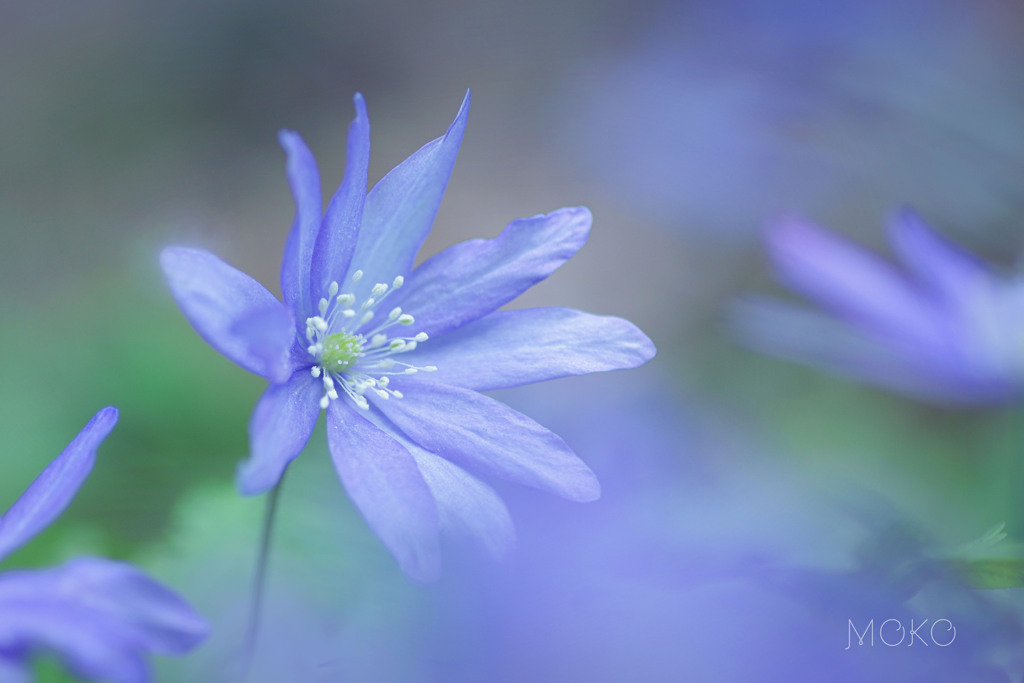 菊咲一華