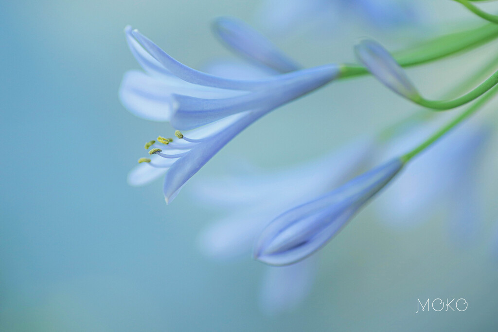 愛の花を届けます