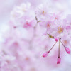 枝垂れ桜