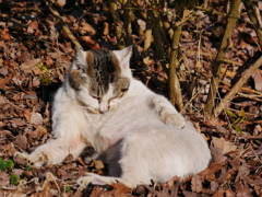 猫 20021010
