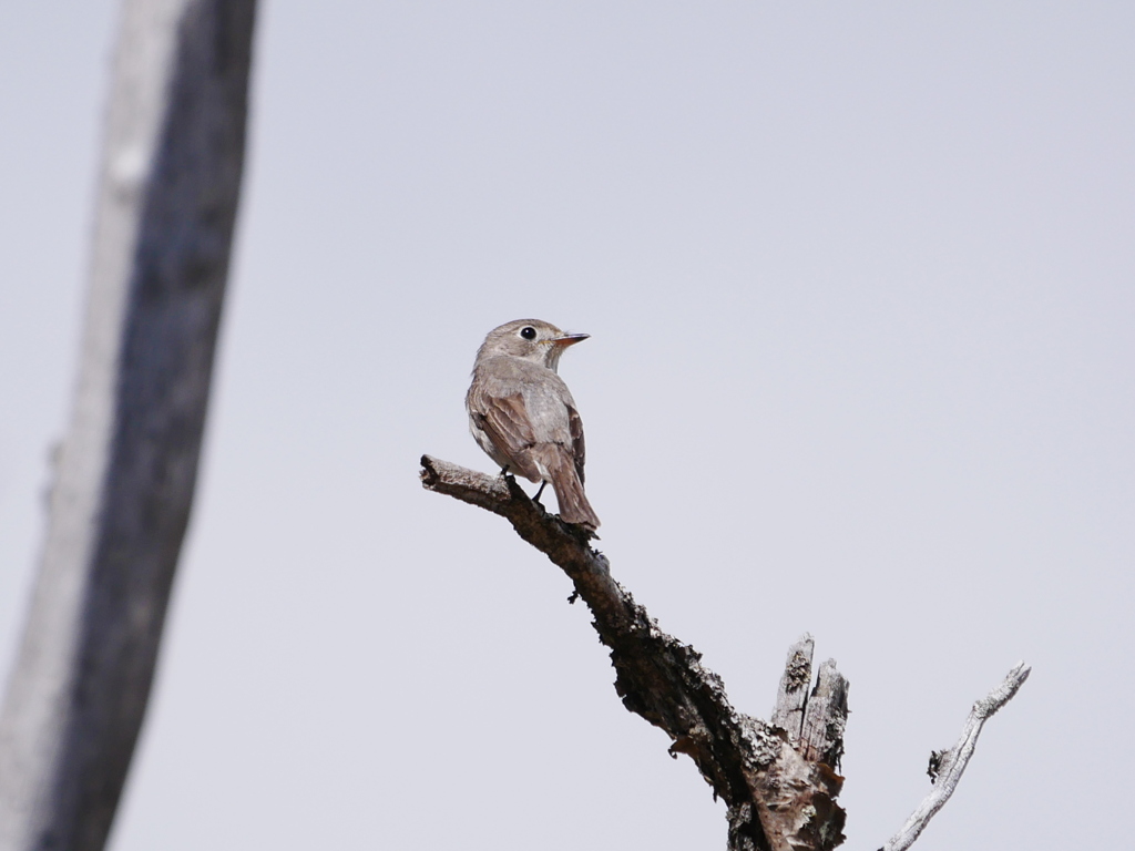 コサメビタキ 1905221