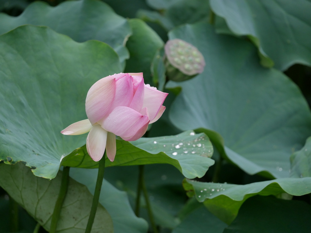 花 2007103