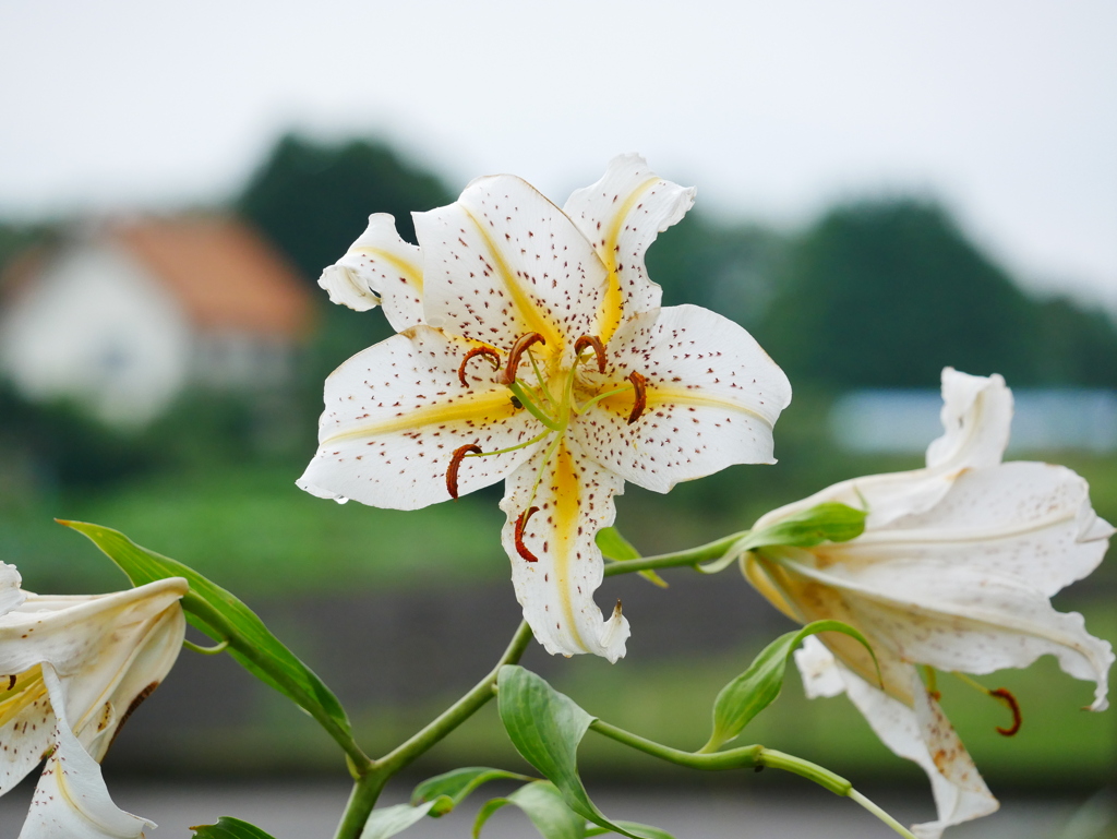 花 2007251