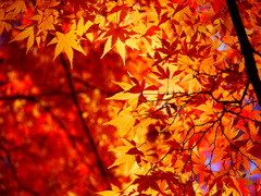 紅葉 181258
