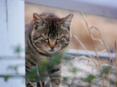 猫 2003095