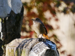 ジョウビタキと紅葉