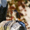 ジョウビタキと紅葉